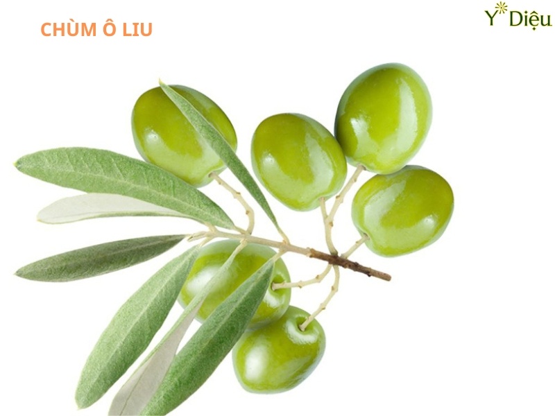 Trong quả Ô liu có nhiều dưỡng chất giúp tóc chả khỏe tự nhiên